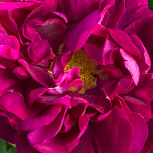 Szkółka róż - róża francuska - fioletowy  - Rosa  Tuscany Superb - róża z dyskretnym zapachem - Thomas Rivers & Son Ltd. - Jaskrawo różowa róża gallika o dyskretnym zapachu z efektownymi pylnikami. Szybko rozprzestrzenia się za pomogą odnóg korzeni. Jesienią podziwiamy jej dekoratywne owoce różane.